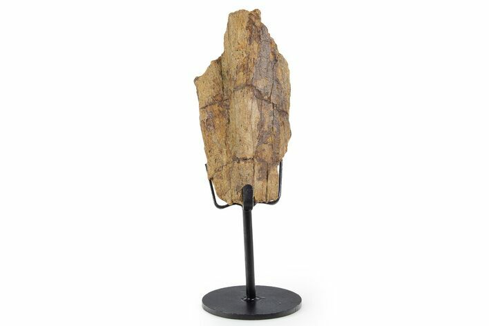 Fossil Hadrosaur Limb Bone Section w/ Metal Stand - South Dakota #339928